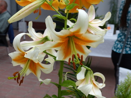 Foto: Dr. Peter Müller